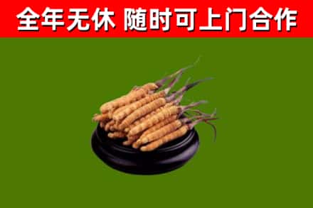 丹棱回收冬虫夏草