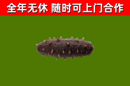 丹棱回收海参干